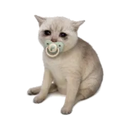 babycashcat