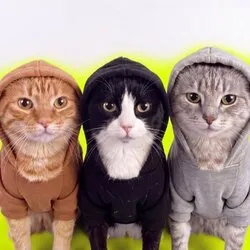 hoodcats
