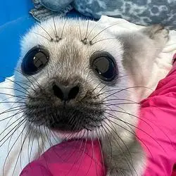 seals